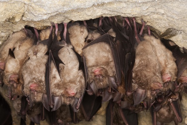 GREATER HORSESHOE BAT (rhinolophus ferrumequinum), COLONY HIBERNATING IN A CAVE, NORMANDY IN FRANCE