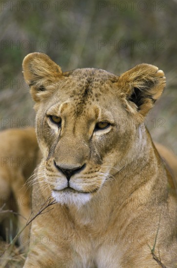 African Lion (panthera leo), Portrait of Female, Kenya, Africa