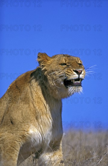 African Lion (panthera leo), Female snarling, Masai Mara Park in Kenya