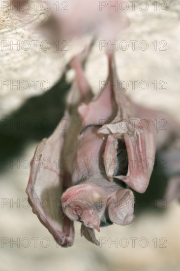 Greater Horseshoe Bat (Rhinolophus ferrumequinum), young, Bulgaria, Europe