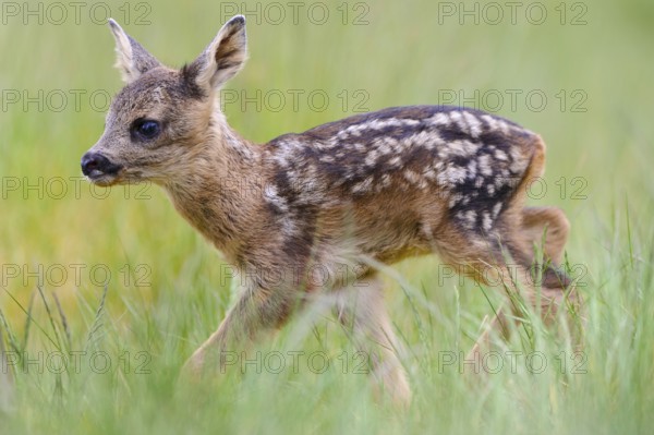 European roe deer (Capreolus capreolus) , fawn