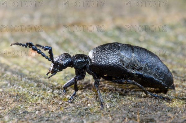 Black-blue oil beetle (Meloe proscarabeus), Germany, Europe