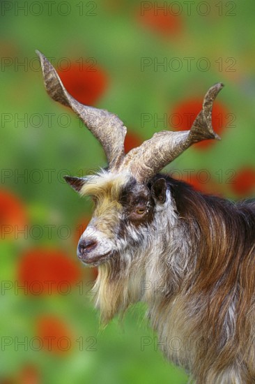 Girgentana goat, male, billy goat