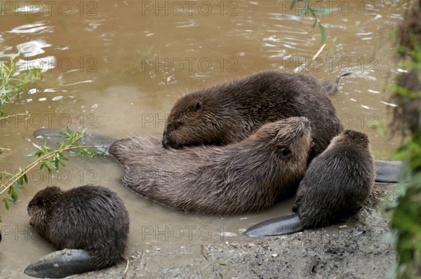European beaver (Castor fiber) and young, Rosenheim, Bavaria, Germany, Europe