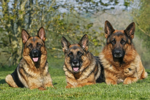 German shepherd dog, adult, lying on grass