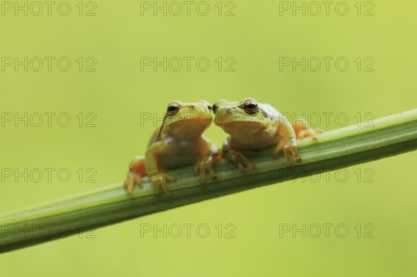 Two European Treefrogs (Hyla arborea) perched on a blade of grass, Tyrol, Austria, Europe