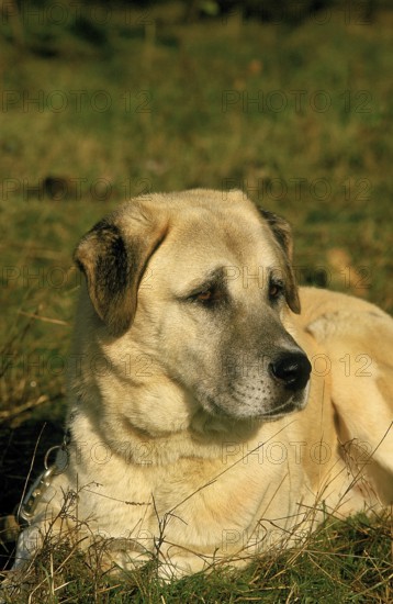 Anatolian shepherd dog lying on grass