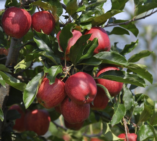 Lake Constance, Lake Constance orchard, apple orchard, Lake Constance fruit, apples on the tree, variety : Gloster, dessert apples on the tree, crushed fruit