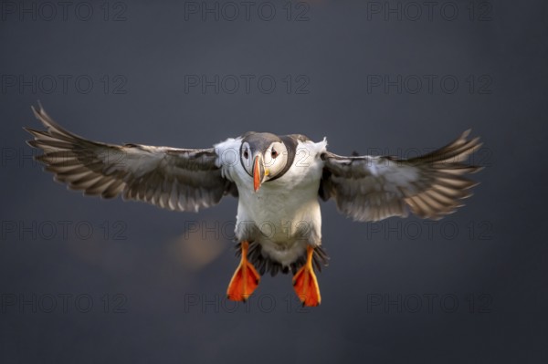 Puffin (Fratercula arctica) in flight, Bird Island Runde, Norway, Europe