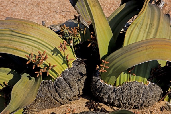 Welwitschia (welwitschia mirabilis), Living fossil plant, Namib Desert in Namibia