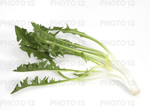 DANDELION SALAD AGAINST WHITE BACKGROUND