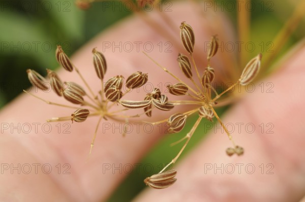 Common fennel (Foeniculum vulgare), seeds, wild fennel