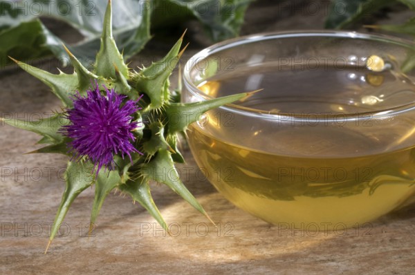 Cup of milk thistle tea (Silybum marianum) (Carduus marianus), milk thistle