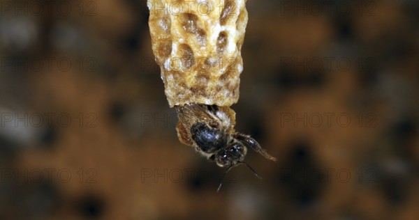 European Honey Bee (apis mellifera), Emergence of a Queen, Bee Hive in Normandy