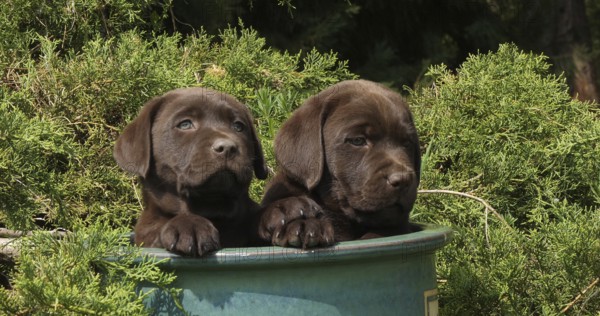 Brown Labrador Retriever, Puppies Playing in a Flowerpot, Normandy