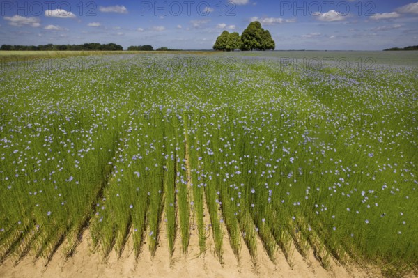 Flax field, blue flax, seed flax, common flax (Linum usitatissimum), flax, Belgium, Europe