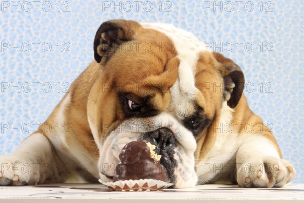 English Bulldog looking at Mohrenkopf