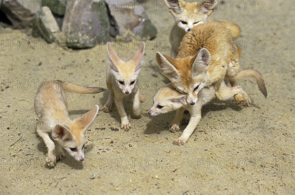Fennec or desert fox, fennecus zerda, mother with young