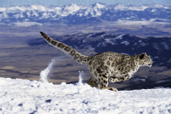 Snow leopard or ounce, uncia uncia, running through the mountains