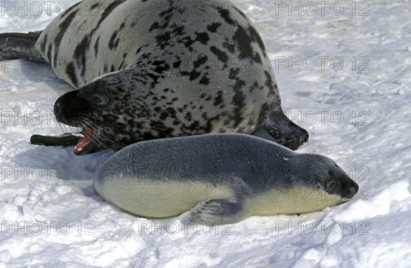 Hooded seal (cystophora cristata), mother with pup on ice field, Magdalena Island in Canada
