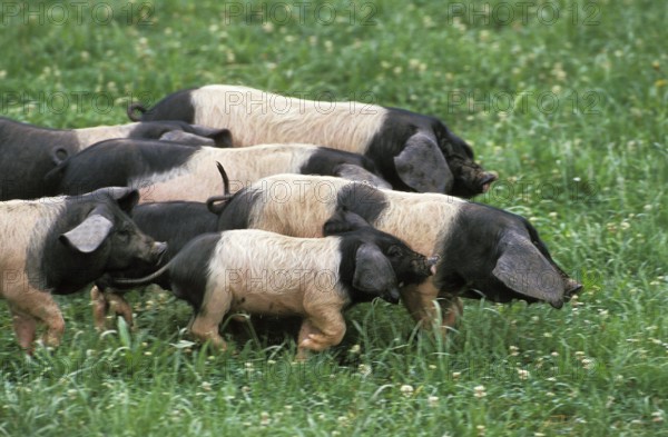 Basque pig, a French breed, group