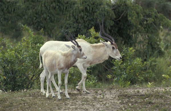 ADDAX (addax nasomaculatus), FEMALE WITH YOUNG