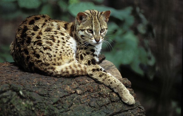 LEOPARD-KATZE (prionailurus bengalensis), ERWACHSENER, RUHEND AUF EINEM BAUMSTUMMEN