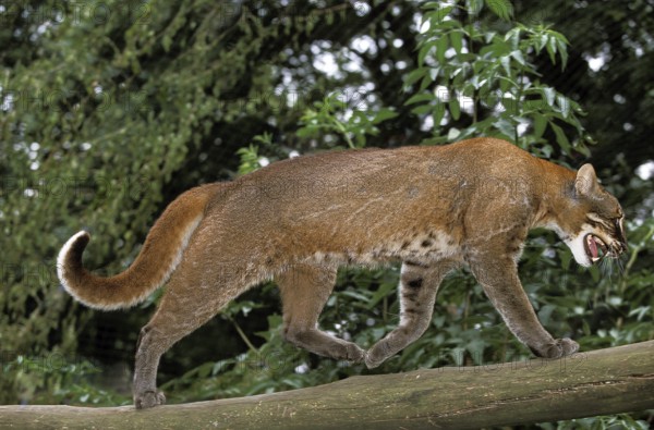 ASIA GOLD CAT OR TEMMINK CAT catopuma temmincki, adult, RUNNING ON A BRANCH