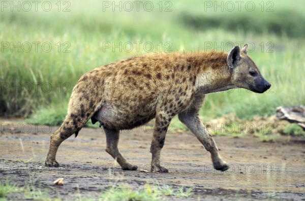Spotted hyena (crocuta crocuta), female running, Masai Mara Park in Kenya