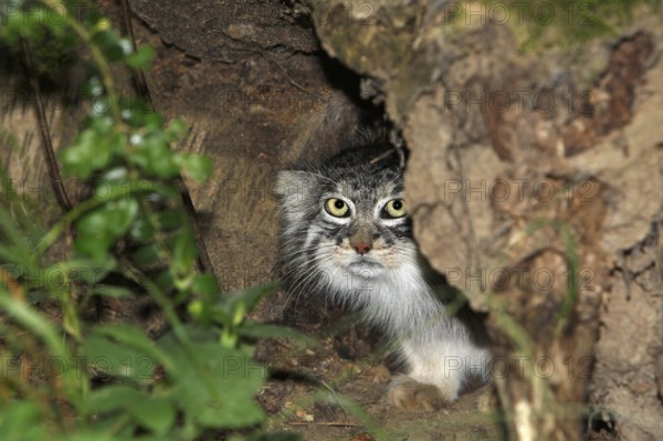 Pallas's cat (otocolobus manul) or Pallas' cat, adult hides in the undergrowth