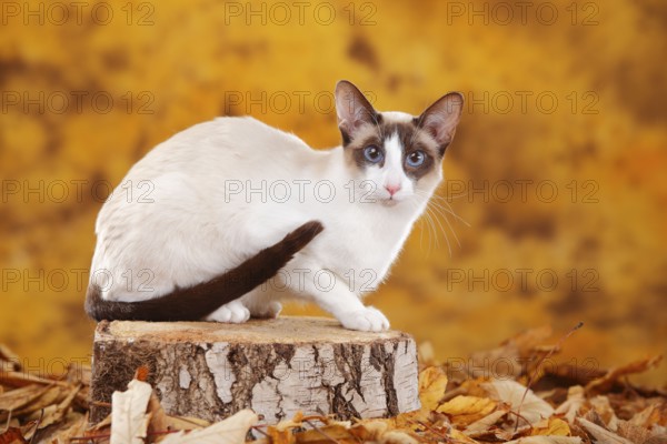 Siamese cat, seychellois-chocolate-point-white, Siamesin