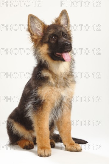 Old German Shepherd, puppy, 4 months, German Shepherd Dog