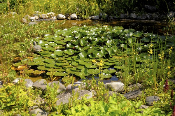 Lake Constance Mainau Island, Garden Pond