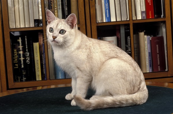 Burmilla Domestic Cat with Books