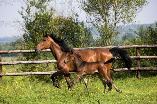 French Trotter, Mare with Foal Trotting through Paddock, Normandy
