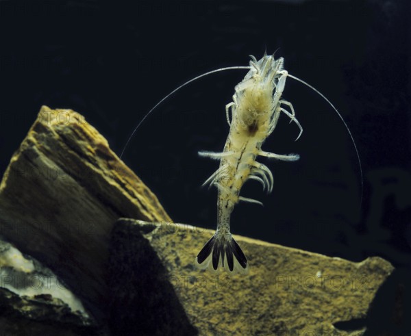 Common Shrimp (crangon crangon)