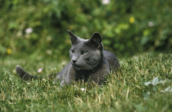 Russian Blue Cat, Adult laying on Grass