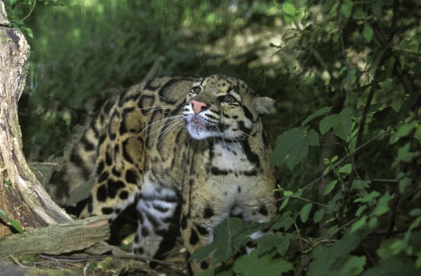 Clouded Leopard (neofelis nebulosa)