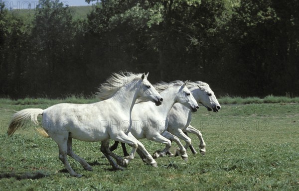 Lipizzan Horse Galloping