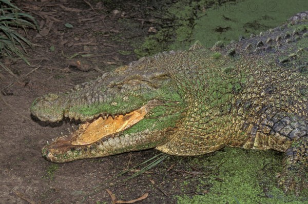 Australian Saltwater Crocodile (crocodylus porosus) or Estuarine Crocodile, Adult emerging from Swamp, Australia, Oceania