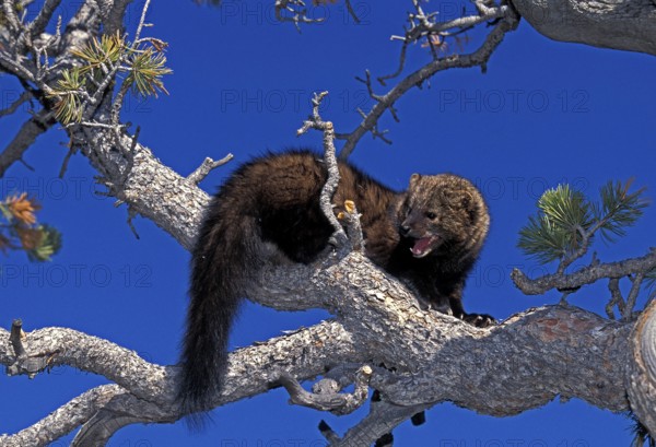 Fisher (martes pennanti), Adult with Open Mouth, standing on Branch, in Defensive Posture, Canada, North America