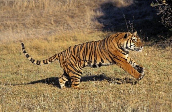 Bengal Tiger (panthera tigris tigris), Adult running