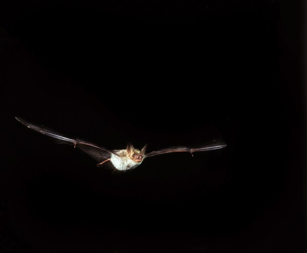 MOUSE-EARED BAT (myotis myotis), ADULT IN FLIGHT