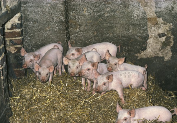LARGE WHITE PIG, PIGLETS ON STRAW IN PIGSTY