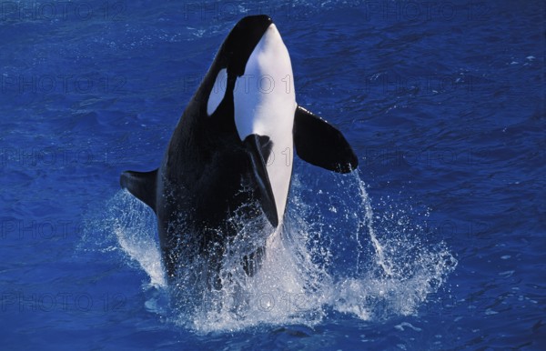 Killer Whale (orcinus orca), Adult breaching