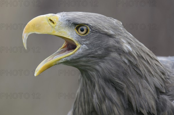 White-tailed Eagle (Haliaeetus albicilla), Mecklenburg-Western Pomerania, Germany, Europe