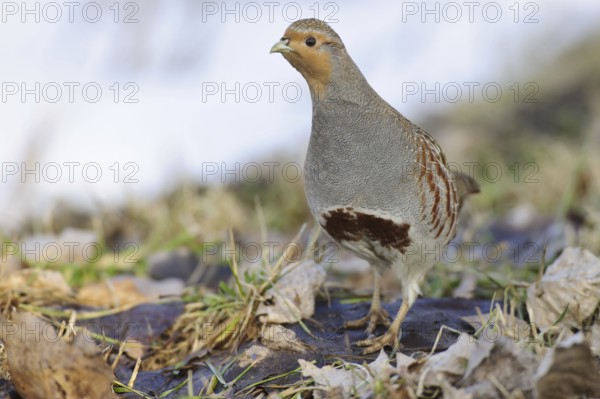 Gray partridge (Perdix perdix) male, Lower Saxony, Germany, Europe