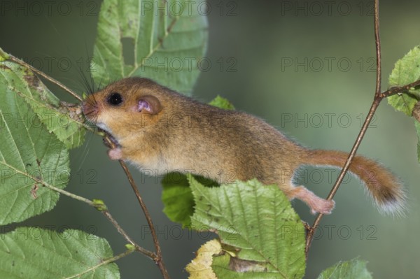 Hazel dormouse (Muscardinus avellanarius), Germany, Europe