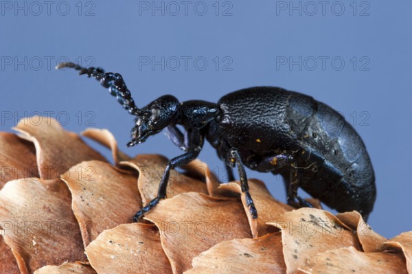 Black-blue oil beetle (Meloe proscarabeus), Germany, Europe