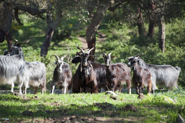 Girgentana goats, Girgentana goat, domestic goat, n, cork oak forest, Geraci Siculo, Madonie, Sicily, Italy, Europe